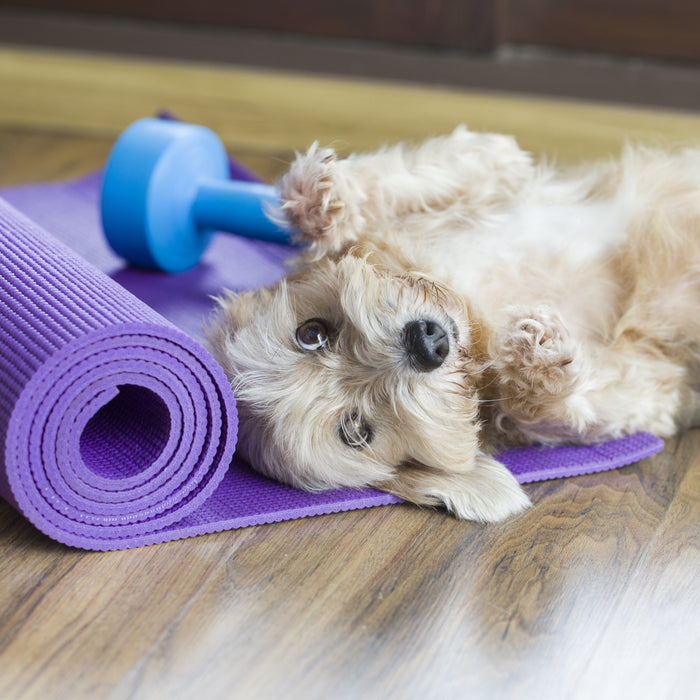 Tips for Making Exercise Fun